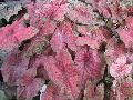 Festival Caladium / Caladium bicolor 